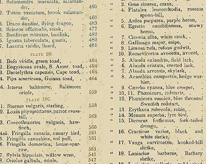 Encyclopedia Galactica Historica Table of Contents Fabric // Andover A-8341-N Beige by the HALF YARD