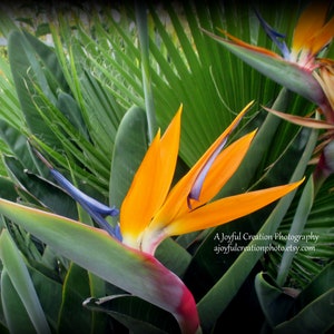 FLOWER - Bird of Paradise   5x7 photograph