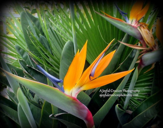 Fleur Oiseau Du Paradis Oiseau De Paradis Photographie Oiseau De Paradis Fleur Fleur Fleur Photographie Oiseau De Paradis