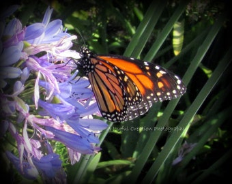 MONARCH BUTTERFLY - Santa Cruz, California