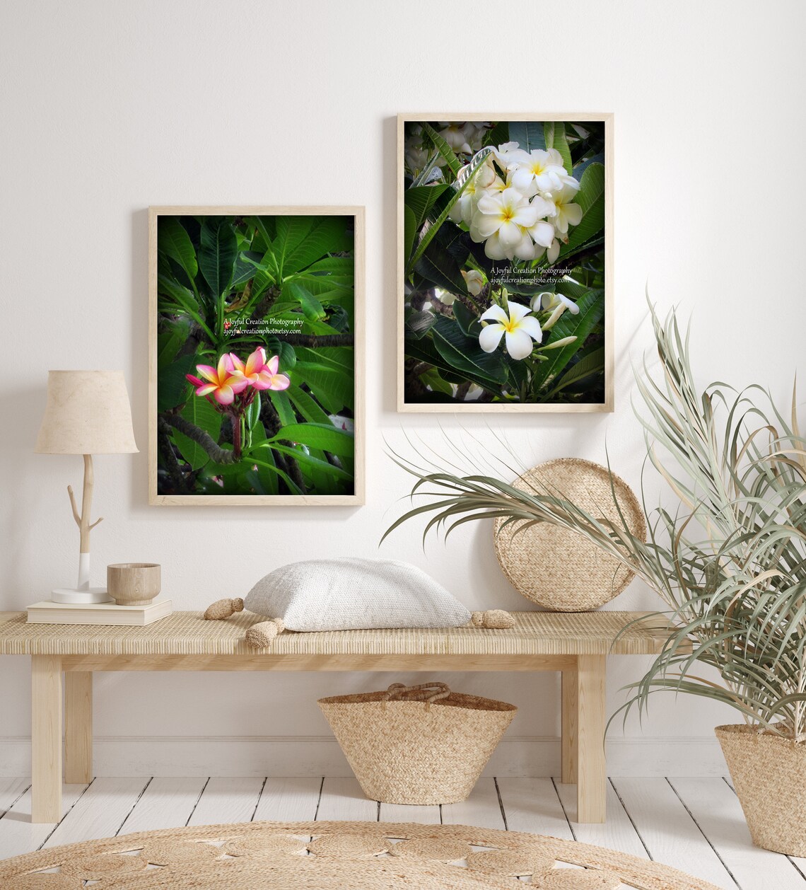 Plumeria Flowers White Flower Oahu Hawaii Turtle Bay Photograph White