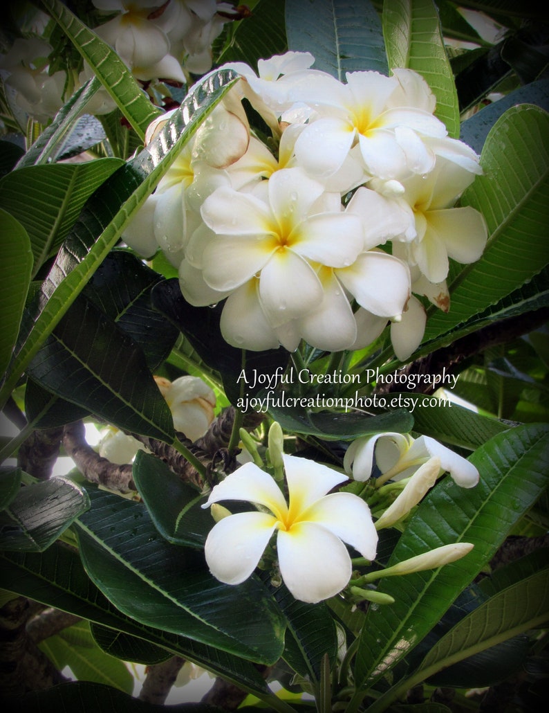 Plumeria Flowers White Flower Oahu Hawaii Turtle Bay Photograph White