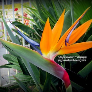 FLOWER - Bird of Paradise 5x7 size