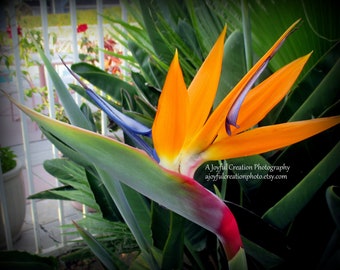 FLOWER - Bird of Paradise 5x7 size