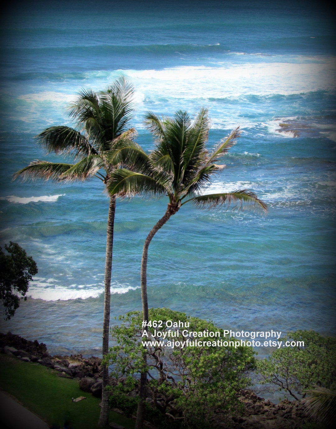 Palm Tree Oahu Hawaii Photograph Palm Tree Photo Turtle Bay Resort