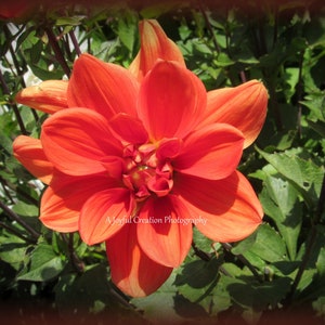 FLOWER Dahlia 画像 1