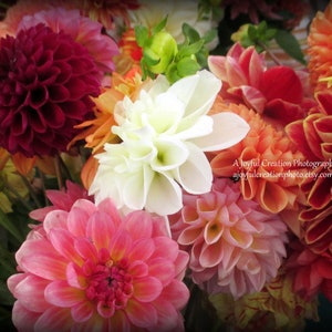 FLOWER Dahlias image 1