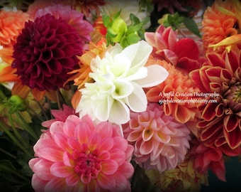 FLOWER - Dahlias  11x14 photograph