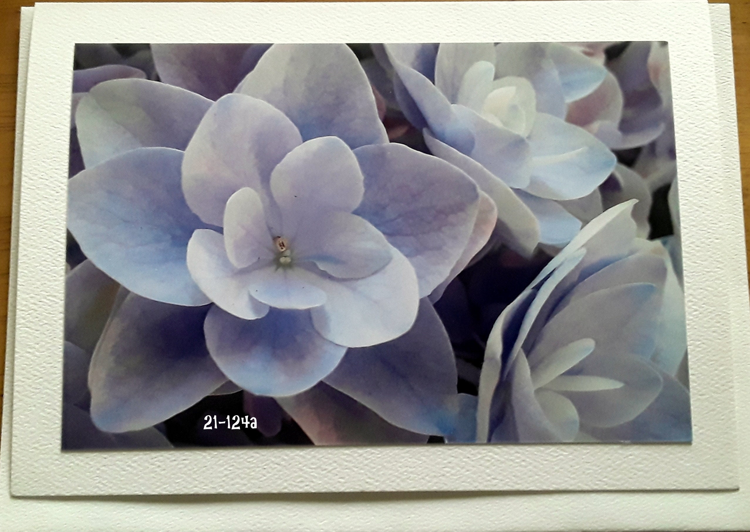 HYDRANGEA FLOWER - 5x7 Blank Note Cards - Etsy