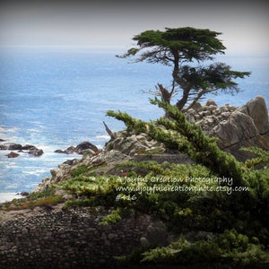 LONE CYPRESS - Carmel, Monterey California 11x14