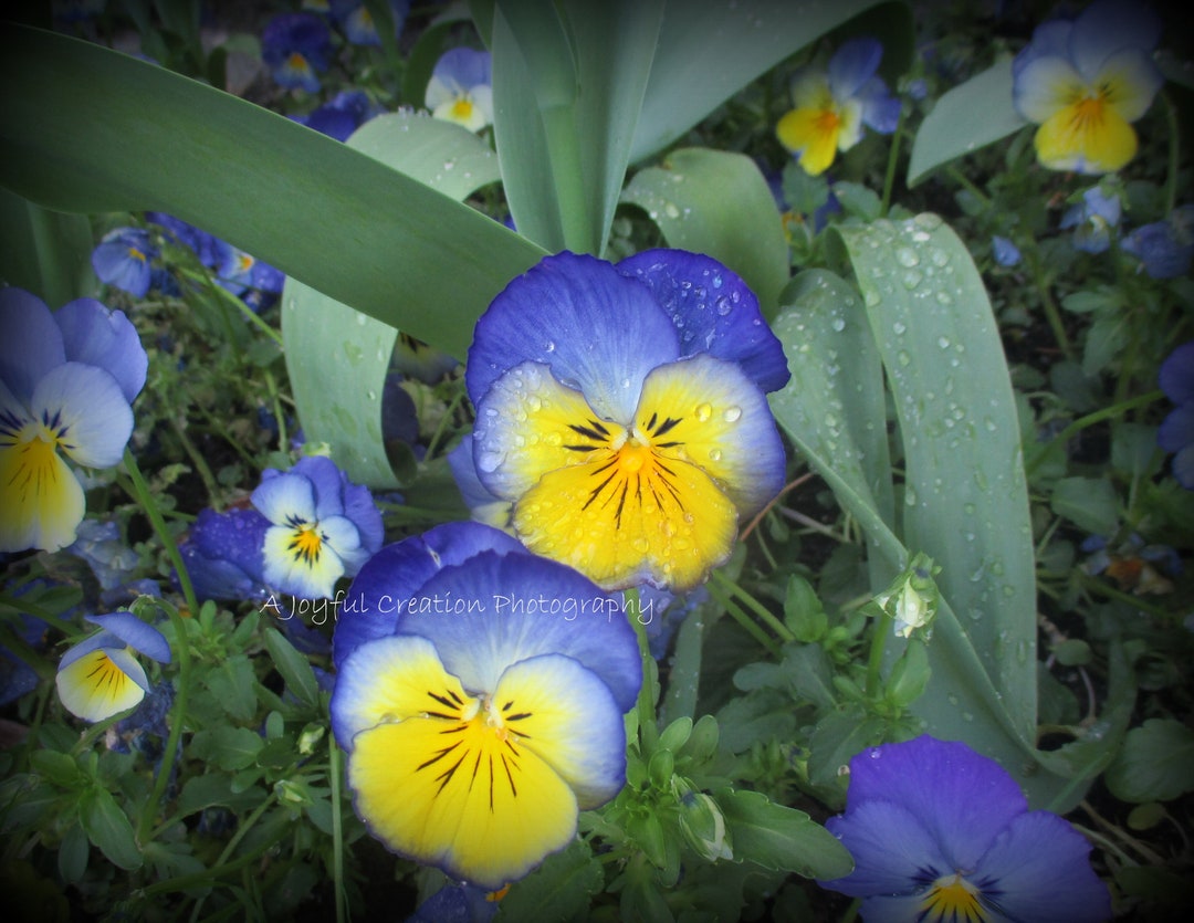 Pansy Pansy Photo Pansies Pansies Photo Blue Pansy Yellow Pansy Flower