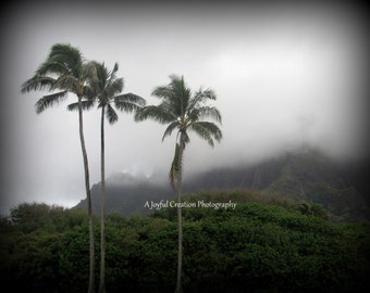 PALM TREES - Oahu, Hawaii