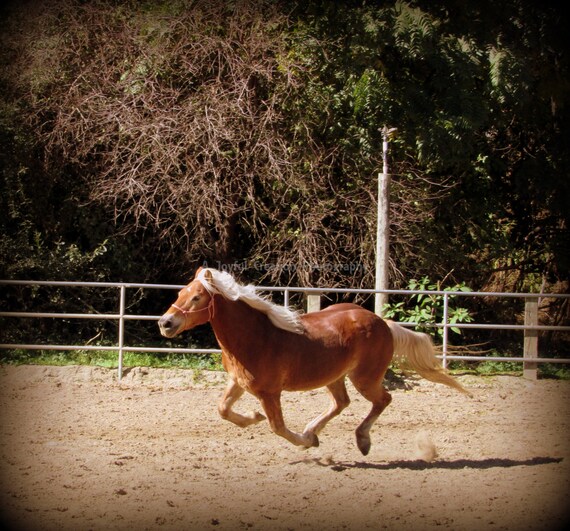 Horse Horse Photograph Running Horse Running Horse Etsy