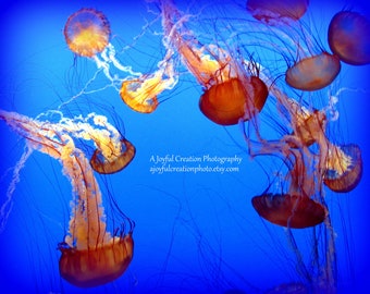 JELLY FISH - Pacific Ocean California