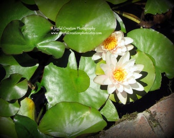 FLOWERS - waterlilies