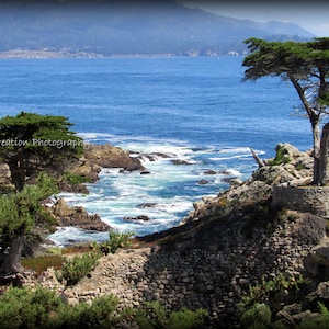 LONE CYPRESS - Carmel, California  8x10 photograph