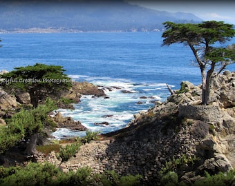 LONE CYPRESS - Carmel, California  8x10 photograph