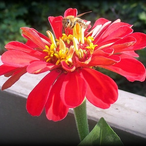 ZINNIA AND BEE - 5x7 blank note cards