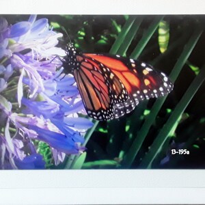 PAPILLON MONARQUE - 5 x 7 cartes de correspondance