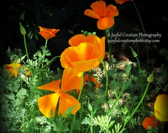 FIORE - Papavero della California fotografia 11x14