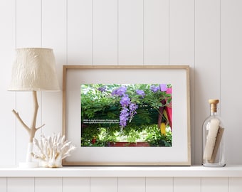 Wisteria - Wisteria flower - purple flower - purple wisteria - Oregon - Oregon flower - Gazebo - Oregon wisteria - purple Oregon flower