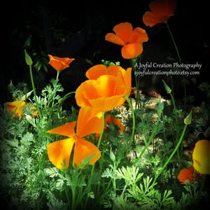 CARTE BLANCHE 5 x 7 - Coquelicots Nevada City, Californie