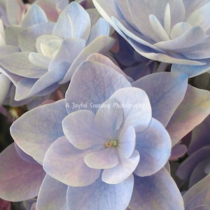 FLOWER - Hydrangea 5x7 photo
