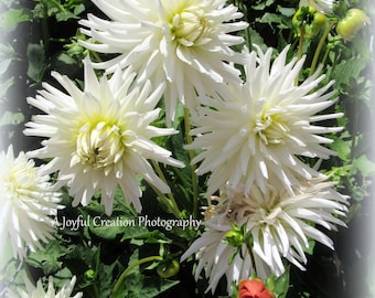 FLOWER - Dahlia