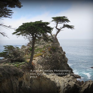LONE CYPRESS - Carmel, California