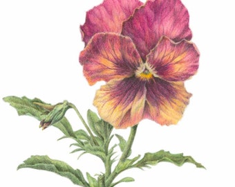 Pansy - unframed - botanical art print - fine art print - home decor-pink - colored pencil drawing - spring flower - viola - gardener gift