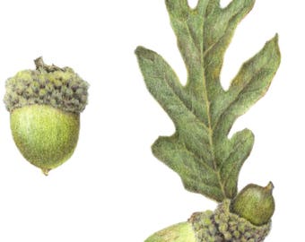 Quercus alba - oak leaf - acorns - 8"x 8" -  botanical print - unframed - colored pencil art - fine art print- botanical artist - nature art