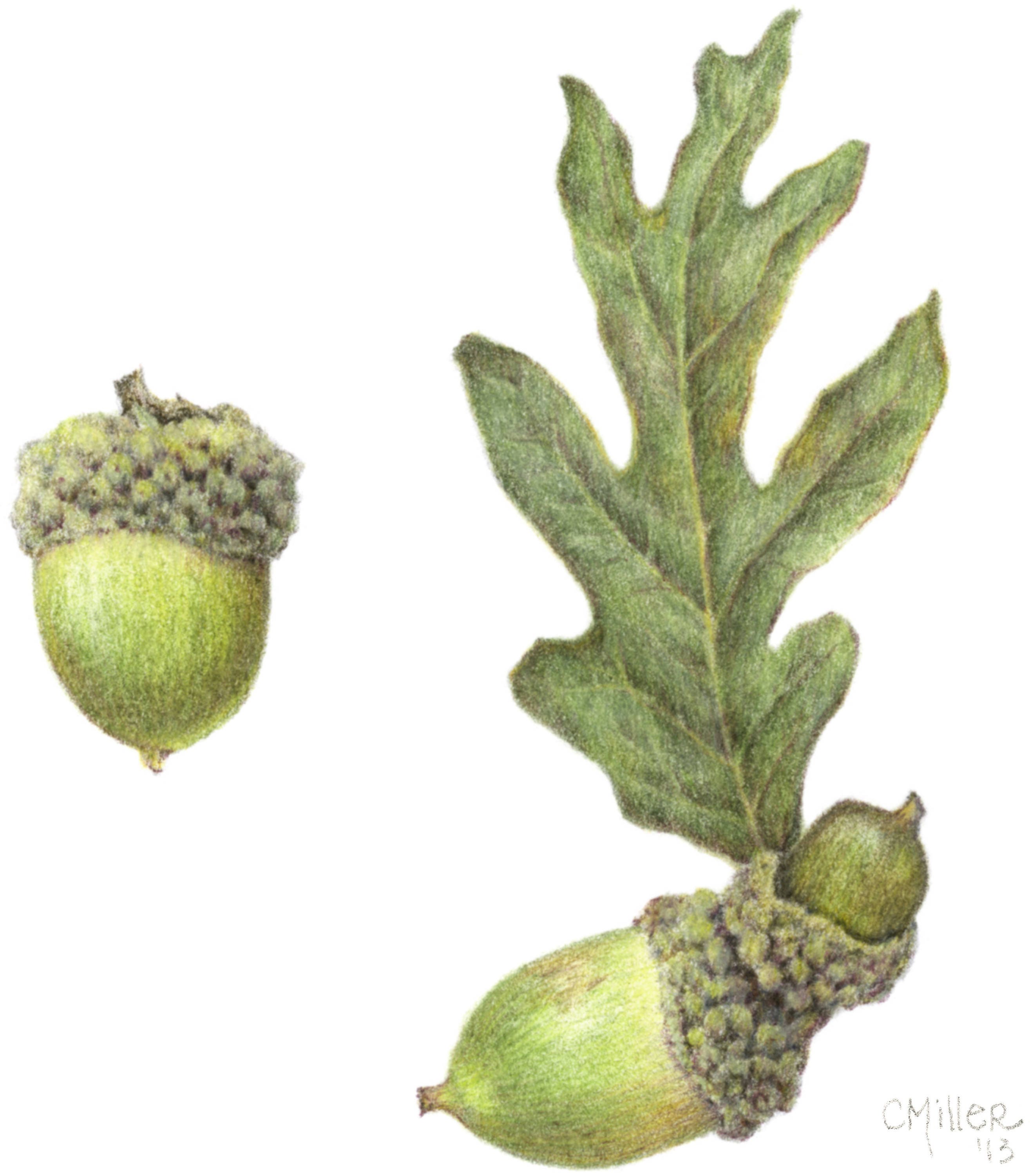 Quercus Alba