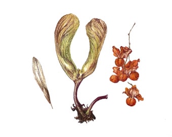 Original colored pencil drawing of Bittersweet, Ash and Maple seeds on archival paper, unframed