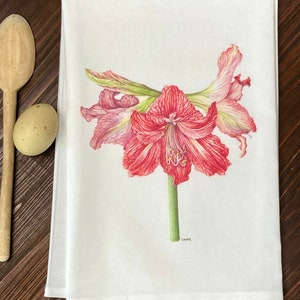 Amaryllis flour sack tea towel-white background-original colored pencil design-botanical-floral tea towel-kitchen decor-Christmas tea towel