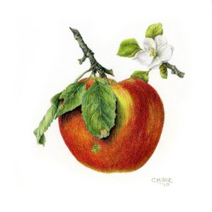 Apple with Blossom - 8" x 8" -  botanical art print - colored pencil drawing -  fine art print -  apple print - fruit drawing - autumn decor