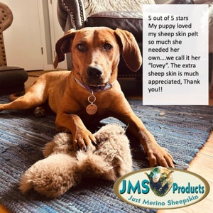 May include: A brown and white puppy dog lays on a blue and brown rug with a sheepskin toy. The dog is wearing a purple collar with a tag that says "Rosie". The text "5 out of 5 stars My puppy loved my sheep skin pelt so much she needed her own....we call it her "lovey". The extra sheep skin is much appreciated, Thank you!! JMS Products Just Merino Sheepskin" is in the upper right corner of the image.