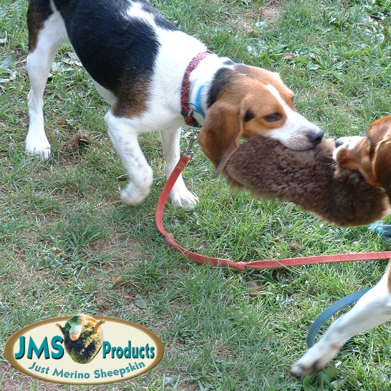 May include: Two dogs playing tug of war with a brown furry toy. The dog on the left is a beagle with a black, white, and brown coat. The dog on the right is a brown and white dog. The beagle is wearing a blue and red collar with a leash attached.