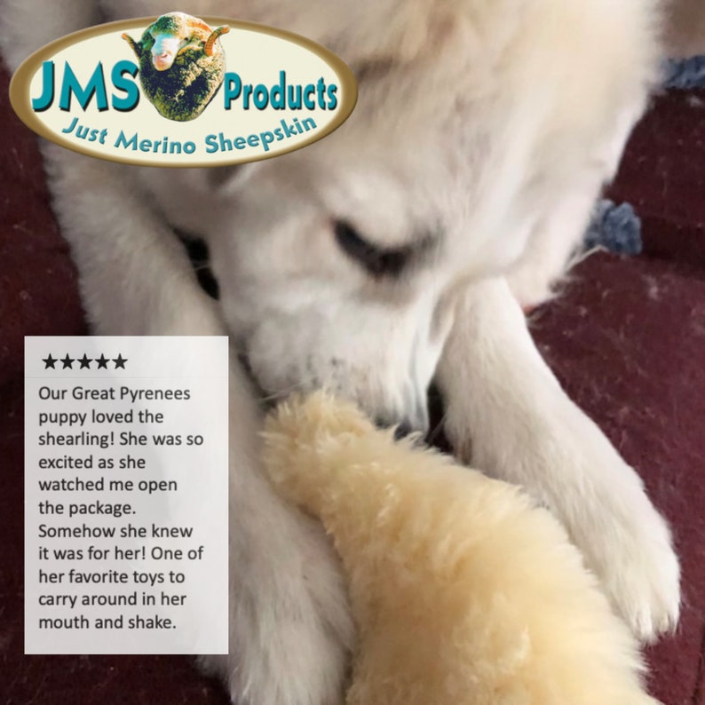 May include: A white Great Pyrenees puppy playing with a yellow plush toy. The puppy is lying on a red surface and has its head down, looking at the toy. The text "Our Great Pyrenees puppy loved the shearling! She was so excited as she watched me open the package. Somehow she knew it was for her! One of her favorite toys to carry around in her mouth and shake." is visible in the image.