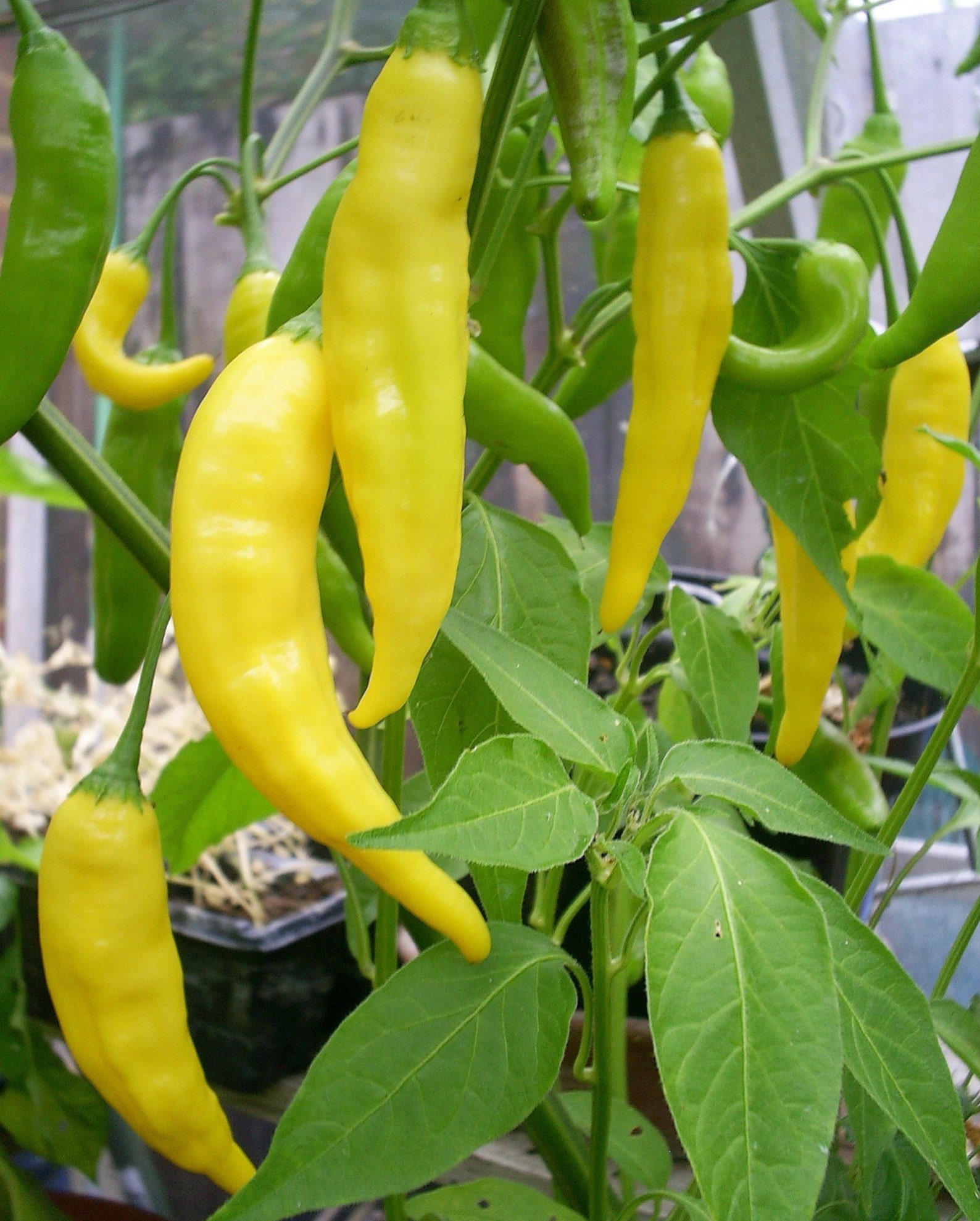 Aji Lemon Drop Chili Chilli Hot Pepper Seeds Etsy