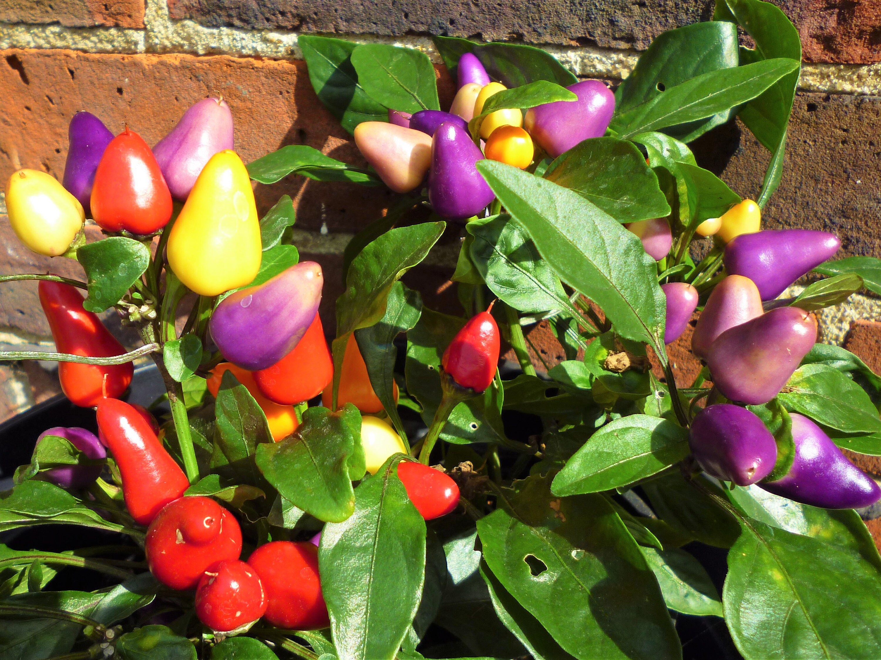 Aurora Chilli Seeds Rainbow Colours Etsy Canada
