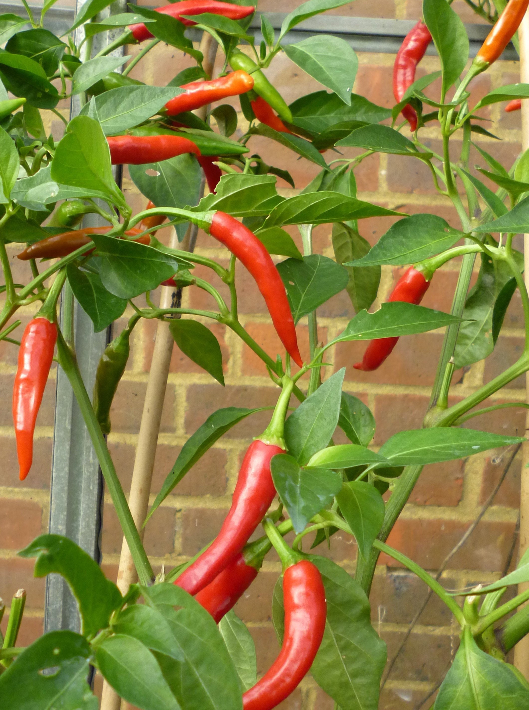 Thai Dragon Chilli Chili Chile Pepper Seeds Etsy