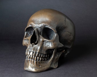 Human Skull