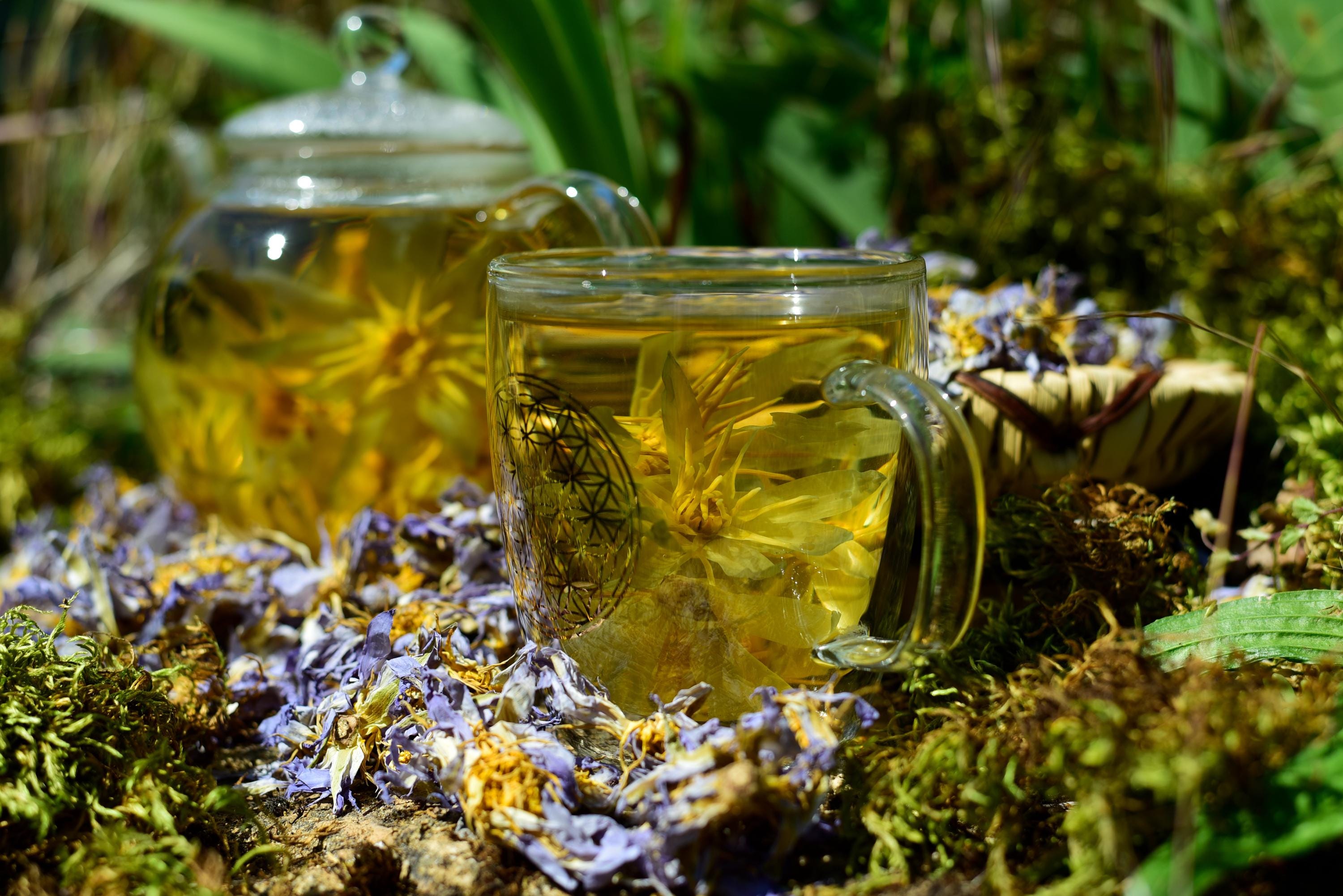 本物の青い蓮の花 - 本物のスイレン科の植物 | 神聖なエジプトの「青い 