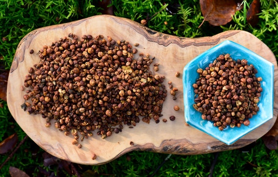 セイヨウニワトコの種子 | インテレクトツリー | インド産野生種子