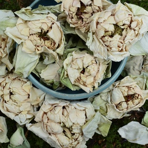 Organic White Lotus Flowers & Resin Extract (Nelumbo Nucifera) | Sacred Buddha Flower for Relaxation Intuition | Dream Herbs Temple