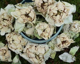 Organic White Lotus Flowers & Resin Extract (Nelumbo Nucifera) | Sacred Buddha Flower for Relaxation Intuition | Dream Herbs Temple
