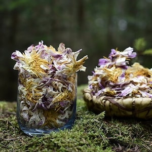 Weiße Seerose | Aegyptische &quot;&quot;Weiße Lotus&quot;&quot; | Nymphaea Ampla | Heilige Pflanze für Ruhe, spirituelles Wachstum und Visionen