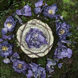 Organic Pink Lotus Flowers, Pure Stamens Powder Extract x100 Nelumbo Nucifera Sacred Lotus image 3
