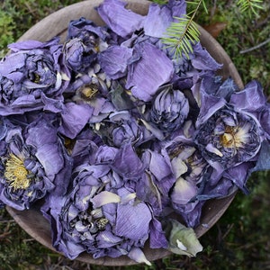 Estratto di polvere di fiori di loto rosa biologici e stami puri (Nelumbo Nucifera) / Loto sacro per il rilassamento e la crescita spirituale
