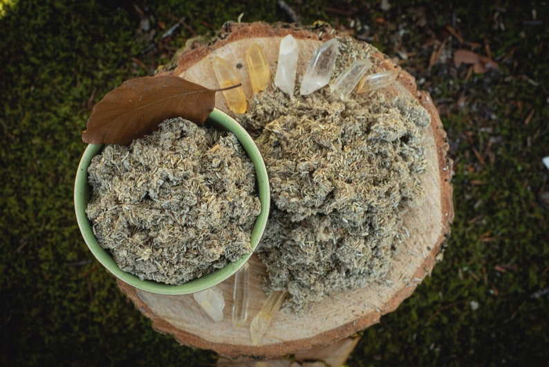 Imphepho African Immortelle Helychrisum Odoratissmum zdjęcie 1